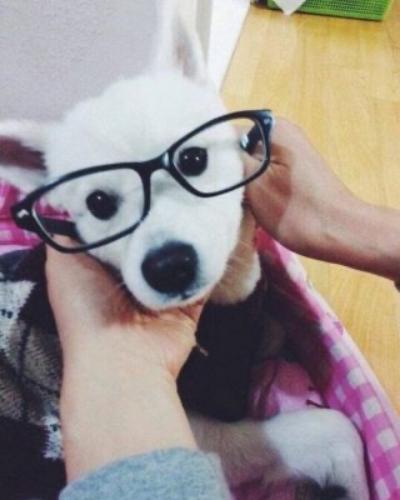 Btsのペットが可愛すぎる 愛犬の名前や溺愛エピソードも紹介 画像 Sugomedia